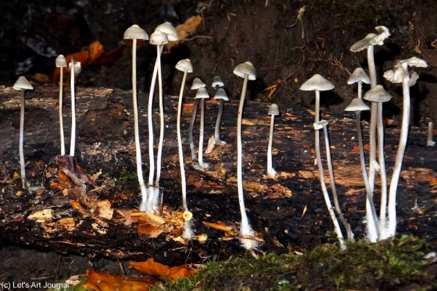 mushrooms-on-a-log